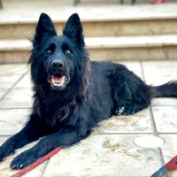 توله ژرمن اصیل|سگ|مشهد, امیریه|دیوار