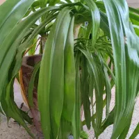 گل ذزتی 27ساله پر بچه برای کنار سالن