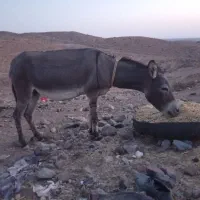 الاغ گله ای|حیوانات مزرعه|بافت, |دیوار