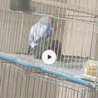 برزیلی پاربلو|پرنده|کازرون, |دیوار