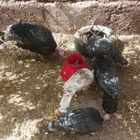 بوقلمون  مرغ وخروس  غاز