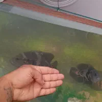 سه ماهی اسکار