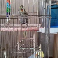 یک جفت عروس هلندی سالم وخوشکل|پرنده|زاویه, |دیوار