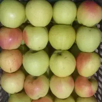 سیب درجه یک|خوردنی و آشامیدنی|مرند, |دیوار