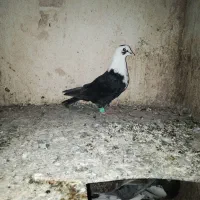 کله سفید نر پرشی