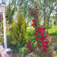 باغ ویلا رُز--زرین شهر|اجارهٔ کوتاه‌مدت ویلا و باغ|لنجان, |دیوار