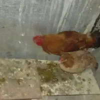 مرغ خروس