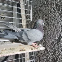 کبوتر|پرنده|اصفهان, عمان سامانی|دیوار