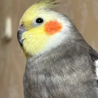گمشده