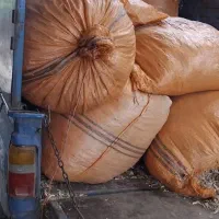 کاه نرمه لوبیا چیتی