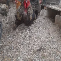 فروش خروس برهما