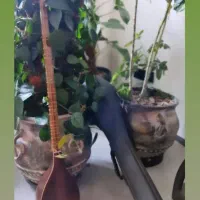سه تار حرفه ای ارجینی نو