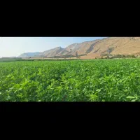 یونجه درجه یک