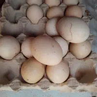 تخم روسی مسکویی و اردک اسراییلی