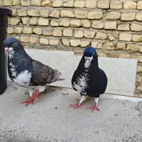 شهری ، پلاکی