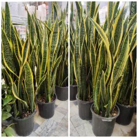 گلدان سانسوریا سایز بزرگ ابلق شامادورا پتوس شفلرا