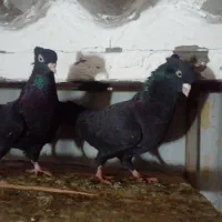 یک جفت ذاغ آبادانی|پرنده|مینودشت, |دیوار