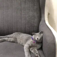 گربه اسکاتیش|گربه|گلبهار, شهر جدید گلبهار|دیوار