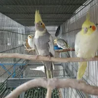 عروس هلندی ماده ابلغ نیمه دستی تقریبایکساله|پرنده|قم, لبچال|دیوار