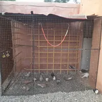 فنس کفتر
