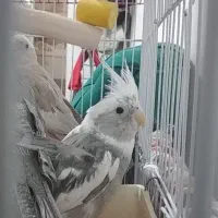 عروس هلندی نر یکساله و دوماهه