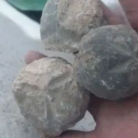 فسیل|کلکسیون اشیاء عتیقه|بیرجند, |دیوار