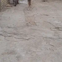 واگذاری سگ سرابی ماده ۷ ماهه شناسنامه دار