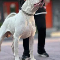 داگو ارژانتینو حرفه ای