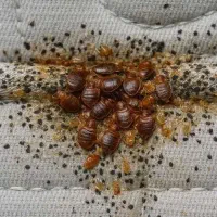 سمپاشی کنه ساس سوسک با ضمانت کتبی شرکت