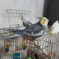 ۳ عدد عروس هلندی با تمامی وسایلاش