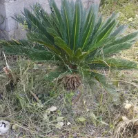 سیکاس|گل و گیاه طبیعی|رشت, نیروی دریایی|دیوار