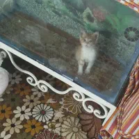 آکواریوم بزرگ با لوازم