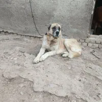 سگ گله|سگ|شیروان (خراسان), |دیوار
