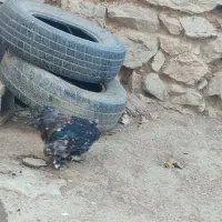 خروس نازار|حیوانات مزرعه|حسین آباد, |دیوار