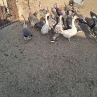 نقدی ومعاوضه با زعفران