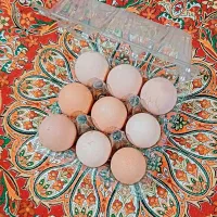 ظرف بسته‌بندی شانه تخم مرغ بلدرچین کبک|لوازم جانبی حیوانات|شیراز, رکن‌آباد|دیوار
