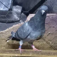 کبوترهای امانتی که گم شدن|حیوانات|خوی, |دیوار