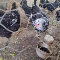 تخم گلین|حیوانات مزرعه|تبریز, |دیوار