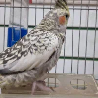 عروس هلندی