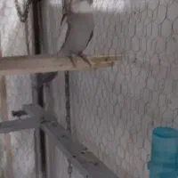 عروس هلندی نروماده .|پرنده|اصفهان, شمس آباد|دیوار