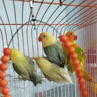 عروس هلندی فول دستی و سخنگو  و کوتوله برزیلی