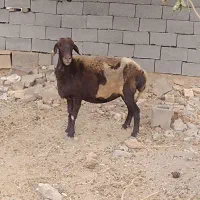 میش جوان