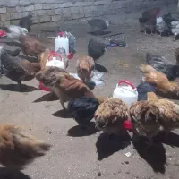 نیمچه مرغ محلی|حیوانات مزرعه|اهواز, کوی مندلی(سه راه خرمشهر)|دیوار