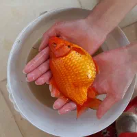 ماهی قرمز مولد