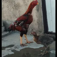 مرغ وخروس لاری و ۸تا جوجه ۴ ماهه