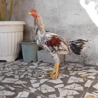 خروس لاری ۸ ماهه