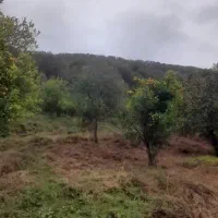 باغ پرتقال ۱۳۰۰ متری زیر قیمت بازار اوشیان دو بر|فروش زمین و ملک کلنگی|چابکسر, |دیوار