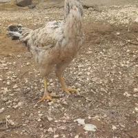 مرغ‌لاری‌‌‌‌‌‌‌‌‌