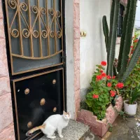 ویلا سوییت جنگلی تک خوابه