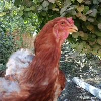 مرغ لاری|حیوانات مزرعه|ملایر, |دیوار